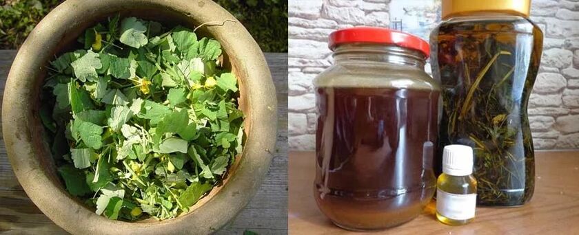 Gydomųjų ugniažolės sulčių paruošimas tolesniam naudojimui kovojant su kojų nagų grybeliu